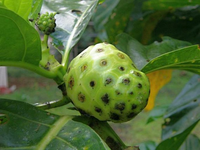 Morinda citrifolia