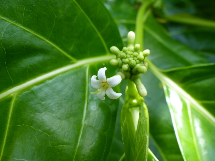 Morinda citrifolia