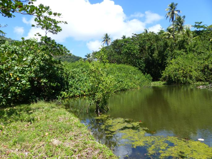 Morinda citrifolia