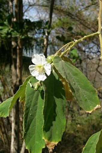 Muntingia calabura