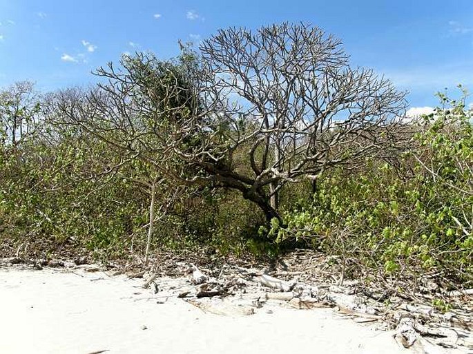 Muntingia calabura