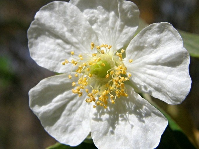 Muntingia calabura