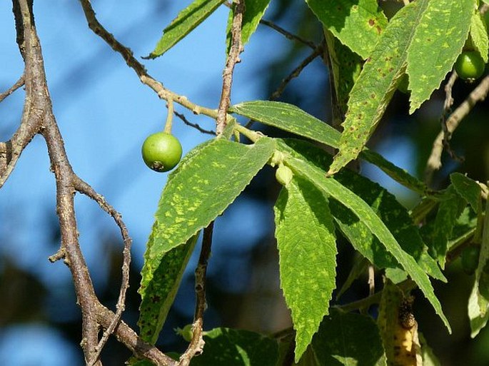 Muntingia calabura