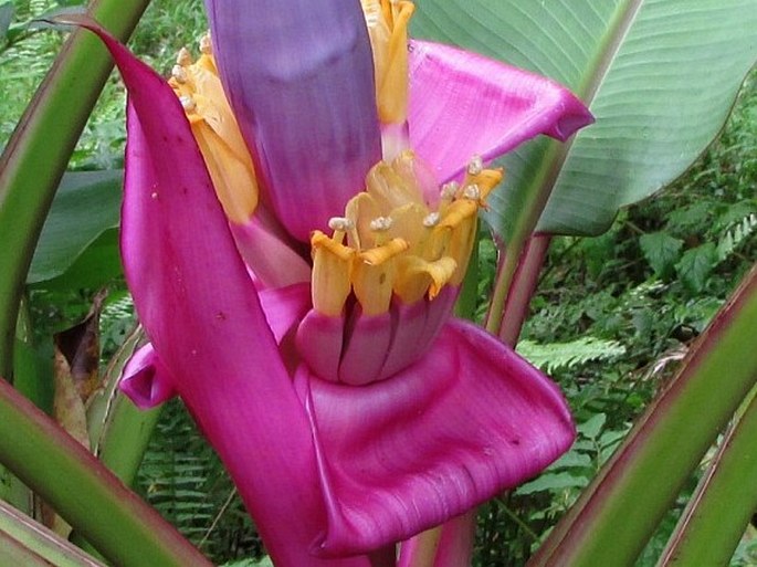 Musa ornata