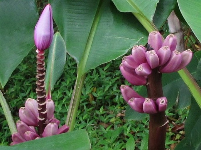 Musa ornata