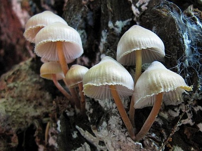 Mycena renati