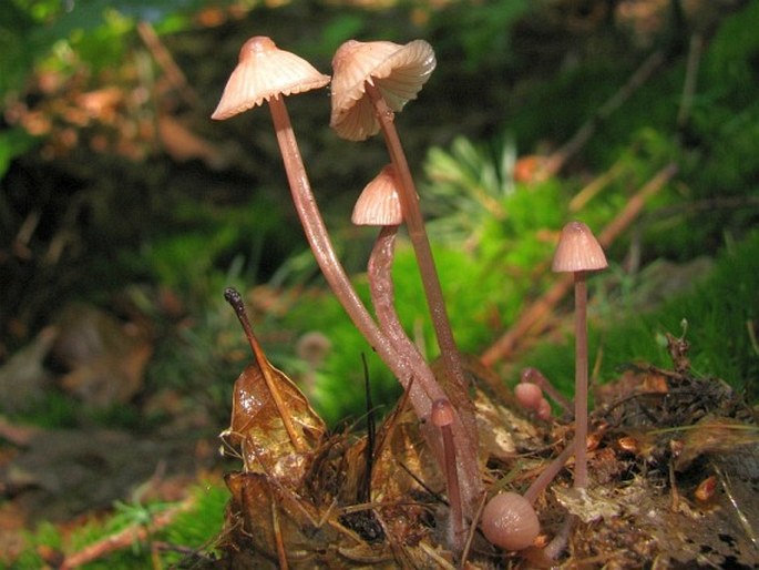 Mycena rubromarginata