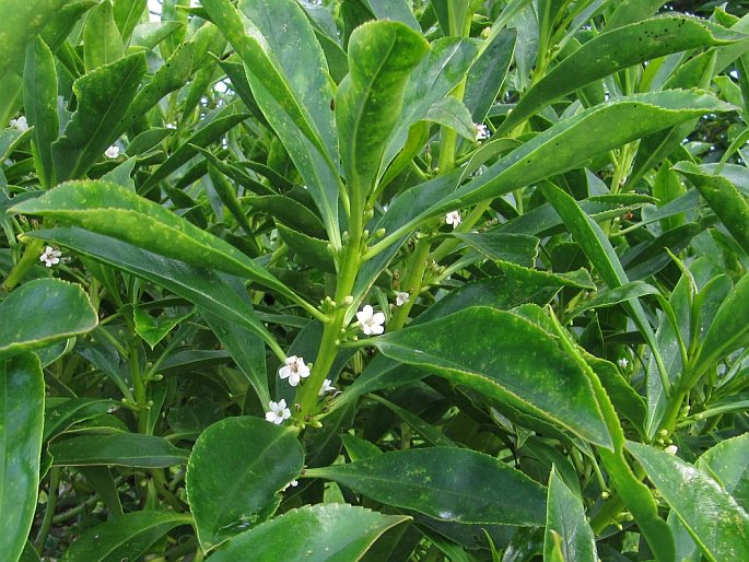 Myoporum insulare