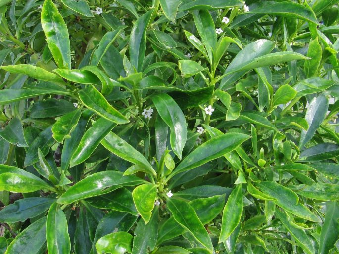 Myoporum insulare