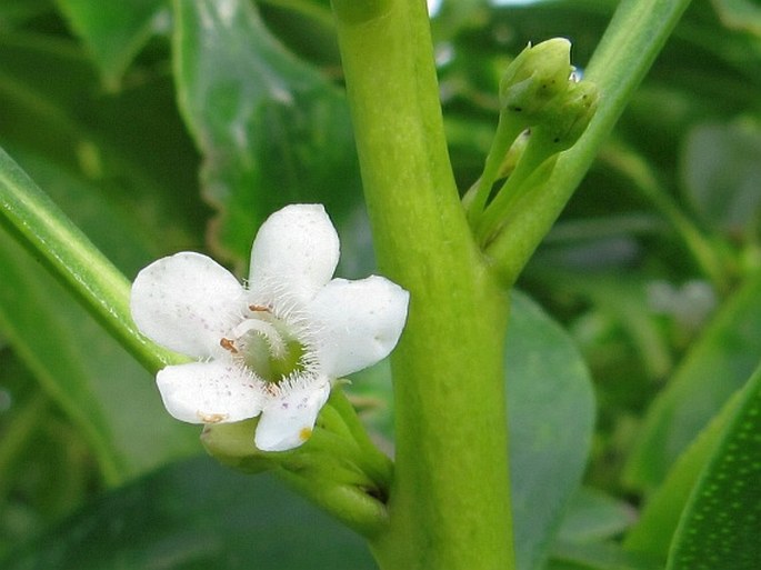 MYOPORUM INSULARE Forster f.