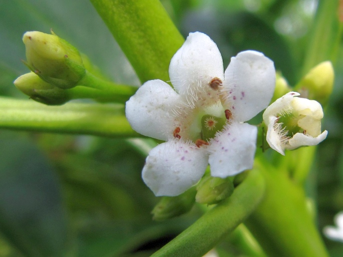 Myoporum insulare