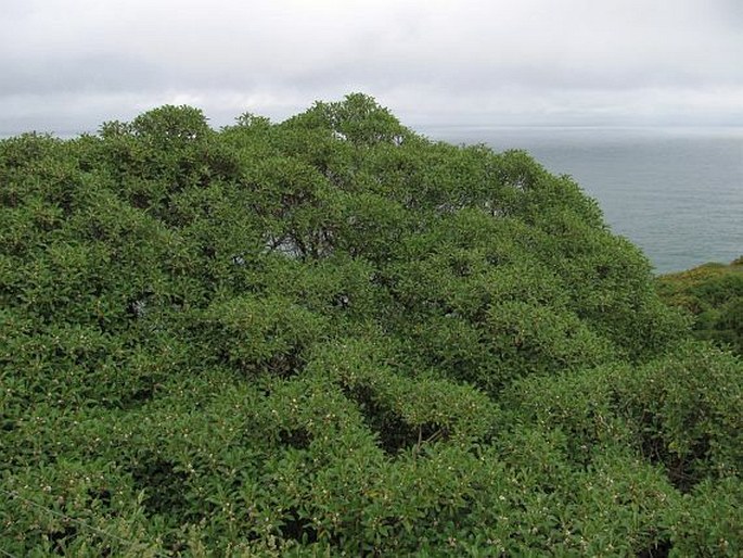 Myoporum laetum