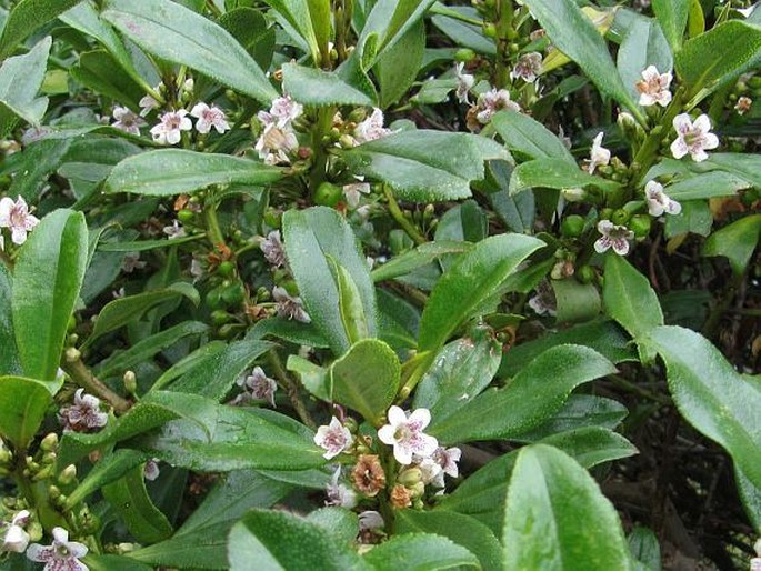 Myoporum laetum