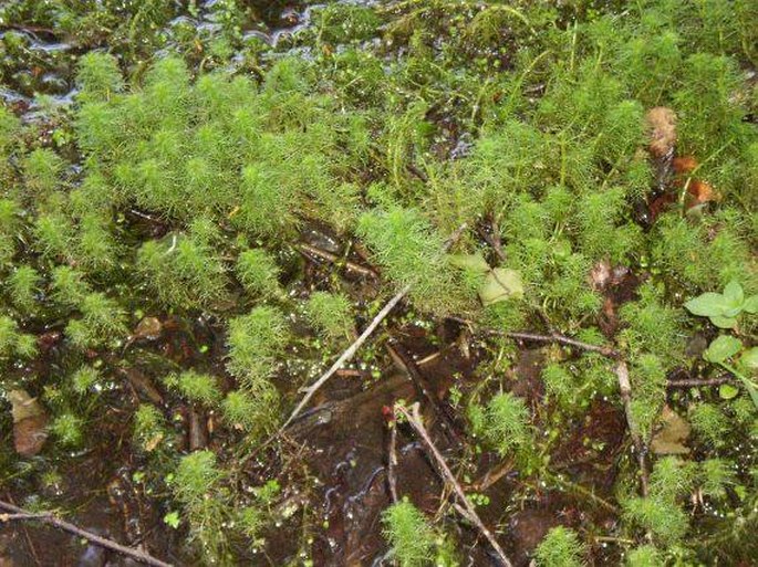 Myriophyllum verticillatum