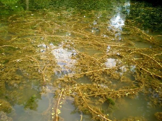 Myriophyllum verticillatum