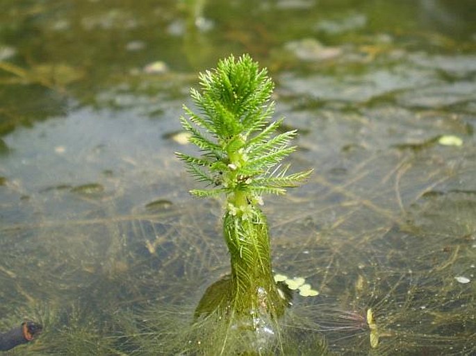 Myriophyllum verticillatum