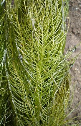 Myriophyllum verticillatum