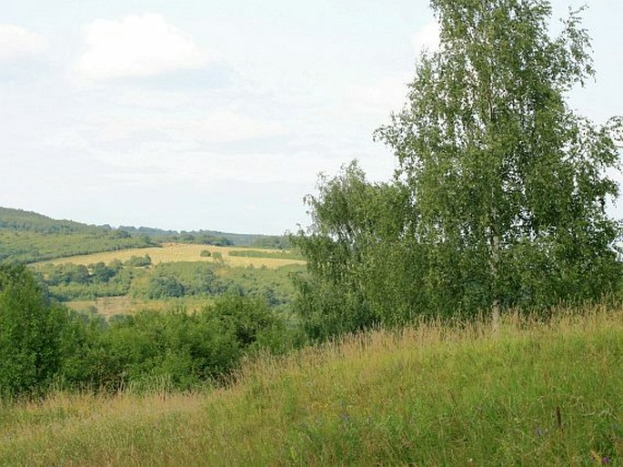 Bílé Karpaty, Nad Vápenkou - přírodní památka