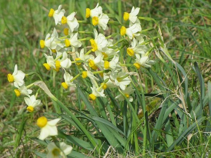 NARCISSUS TAZETTA L. – narcis taceta