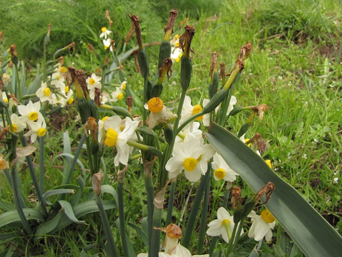 Narcissus tazetta