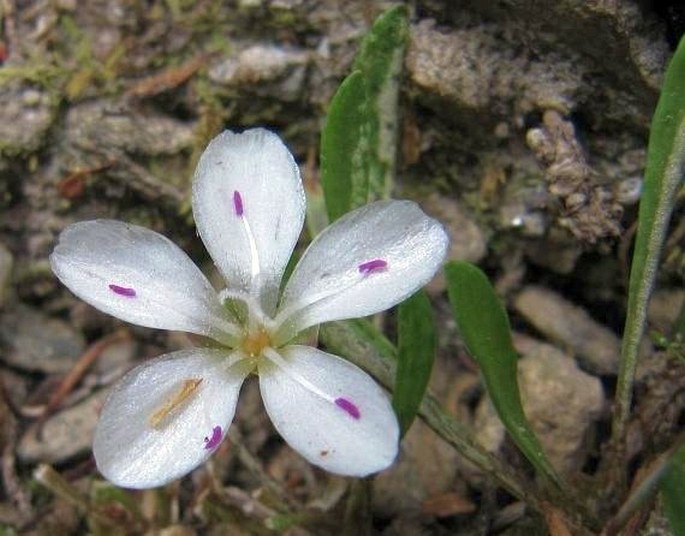 Neopaxia australasica