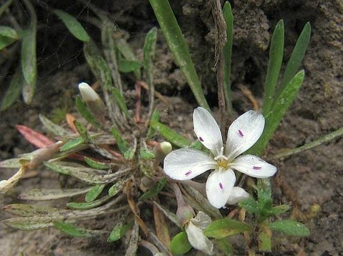 Neopaxia australasica