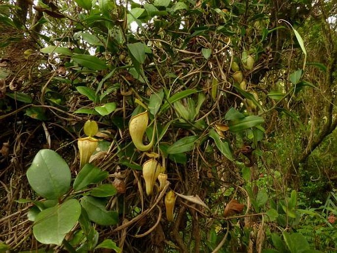 Nepenthes talangensis