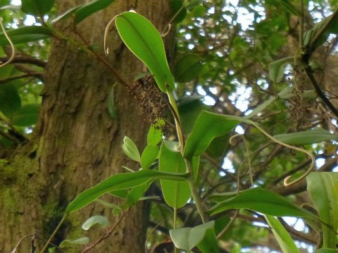 Nepenthes talangensis