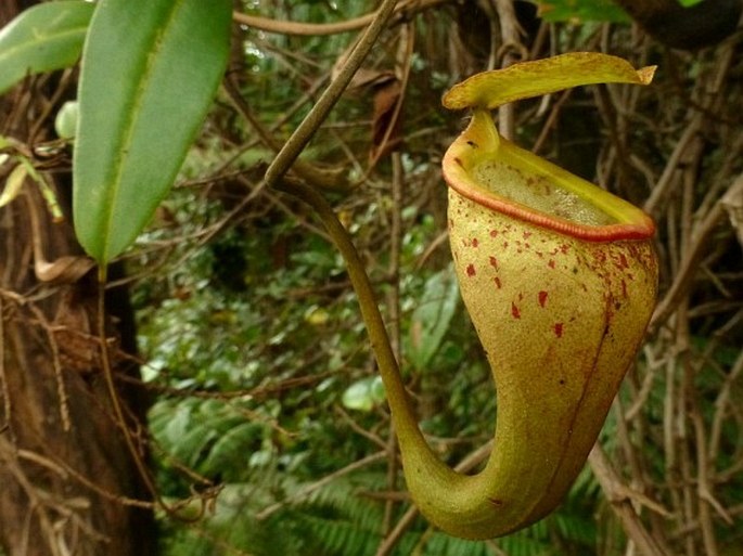 Nepenthes talangensis