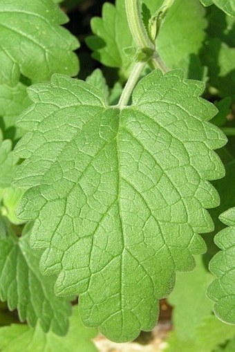 Nepeta cataria