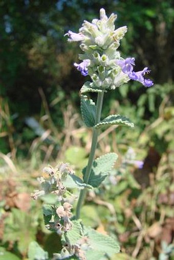 Nepeta racemosa