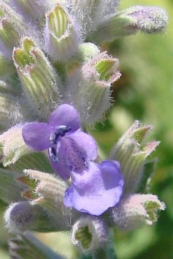 Nepeta racemosa