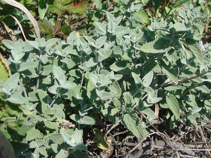 Nepeta racemosa