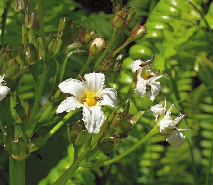 Nephrophyllidium crista-galli