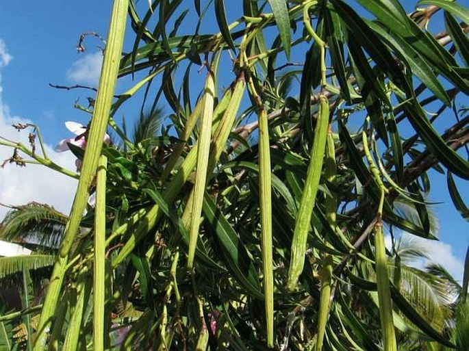 Nerium oleander