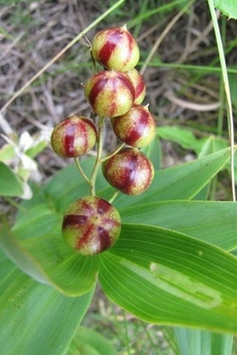 Maianthemum stellatum