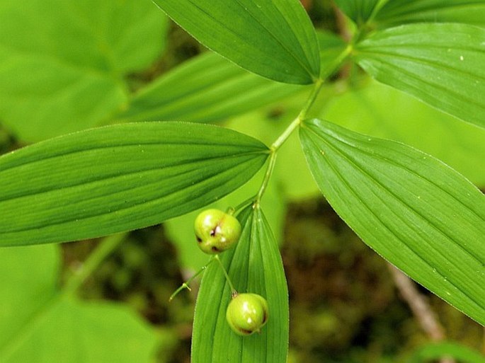 Maianthemum stellatum