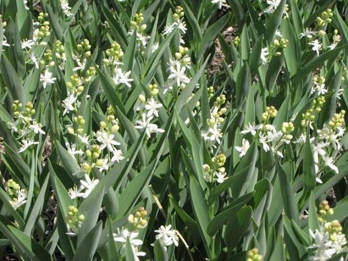 Maianthemum stellatum