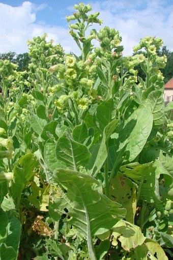 Nicotiana rustica