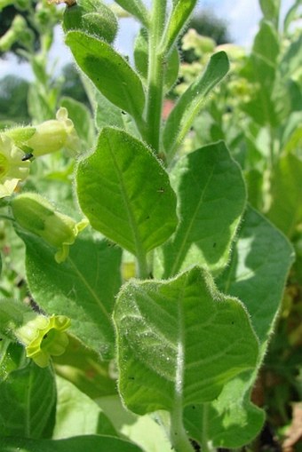 Nicotiana rustica