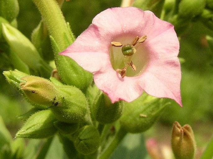 Nicotiana tabacum