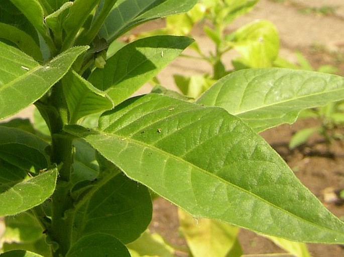 Nicotiana tabacum