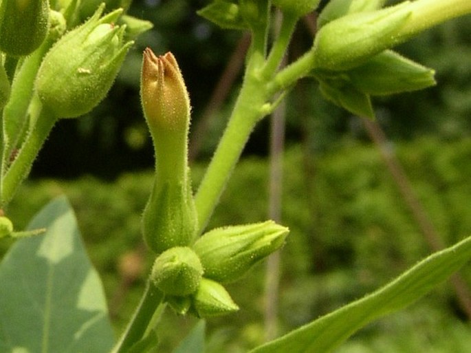 Nicotiana tabacum