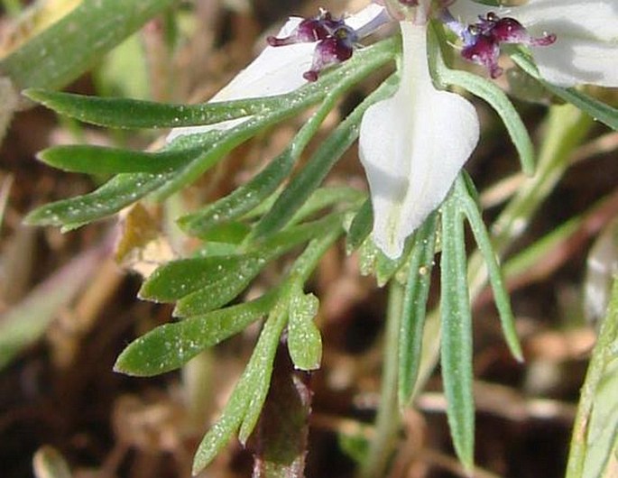 Nigella fumariifolia