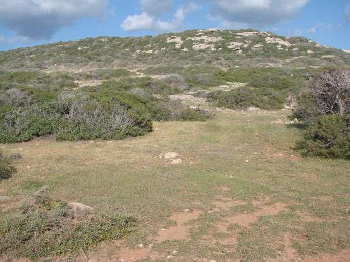 Nigella fumariifolia