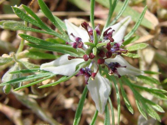 Nigella fumariifolia