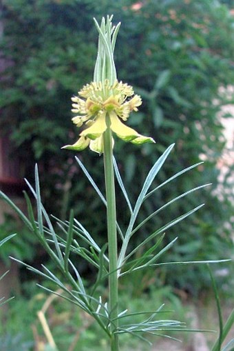 Nigella orientalis