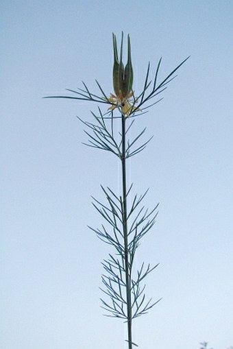 Nigella orientalis