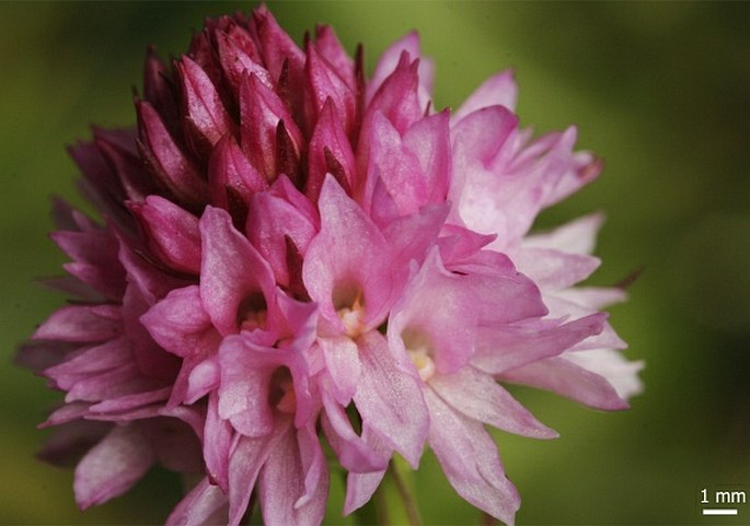 NIGRITELLA LITHOPOLITANICA Ravnik – temnohlávek východoalpský / tmavohlávka