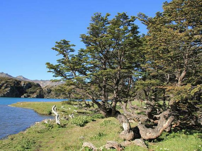 Nothofagus pumilio